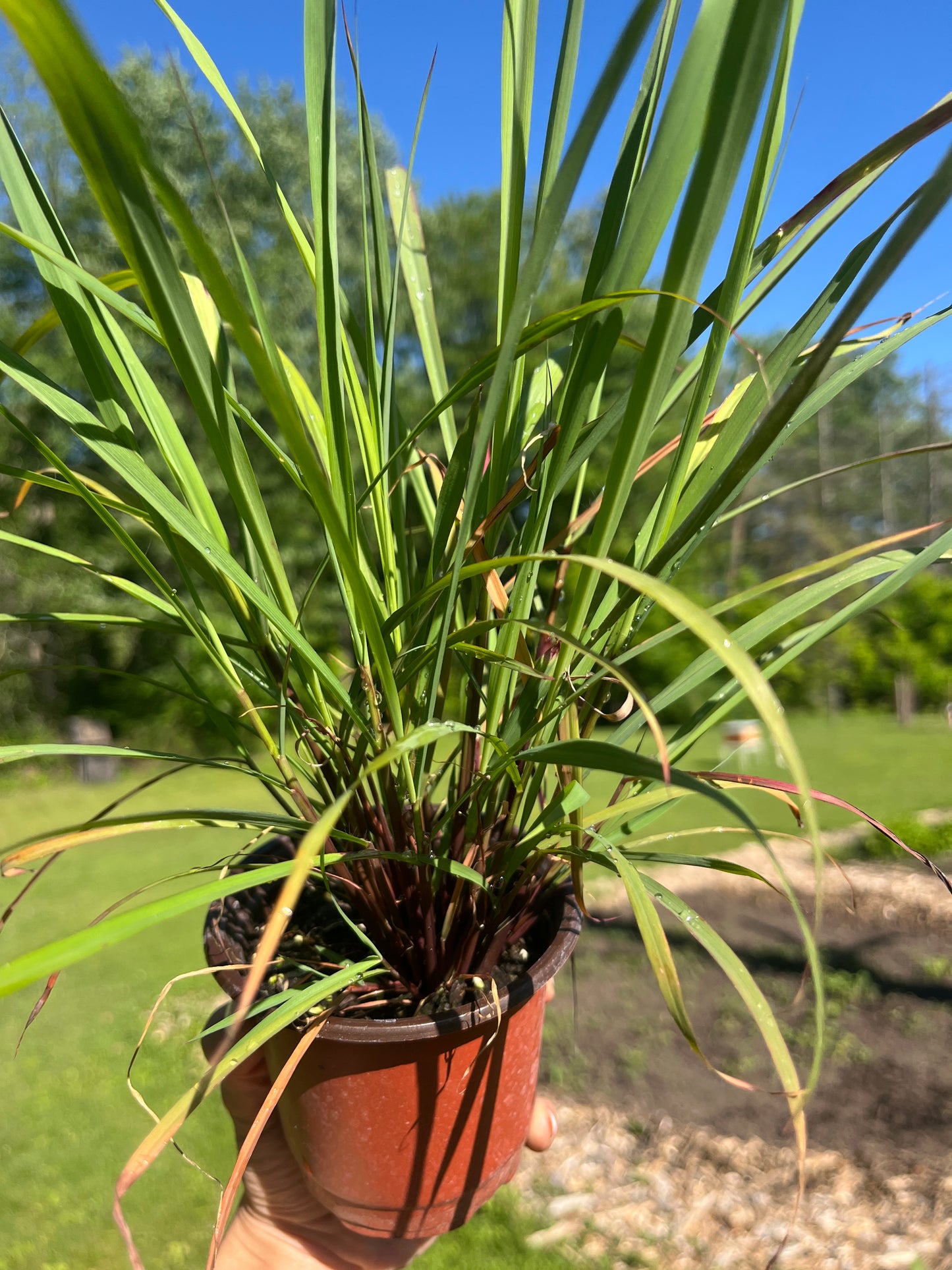 Hierba Luisa Plant  – Live Peruvian Tea Herb