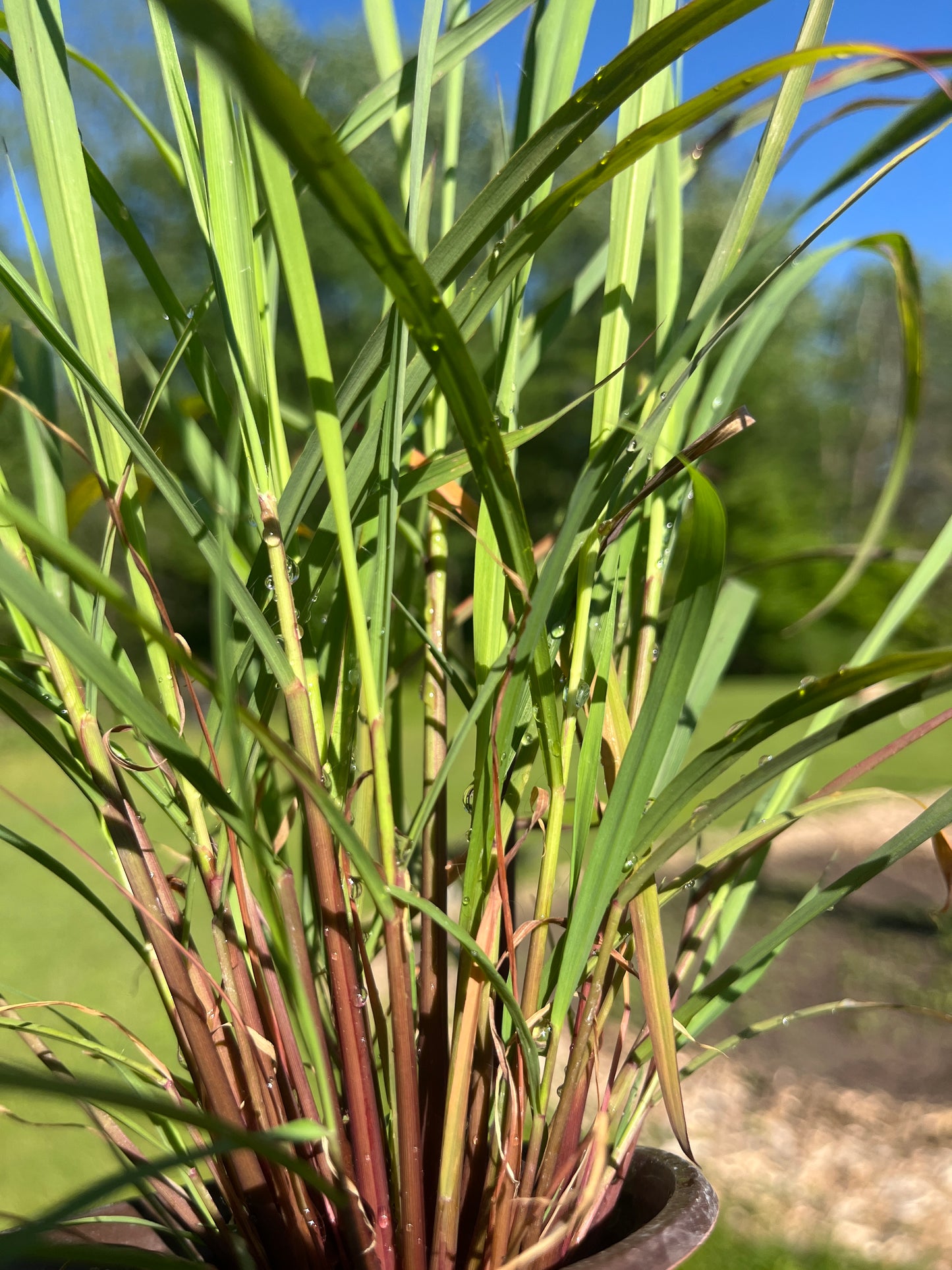 Hierba Luisa Plant  – Live Peruvian Tea Herb