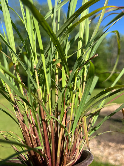Hierba Luisa Plant  – Live Peruvian Tea Herb