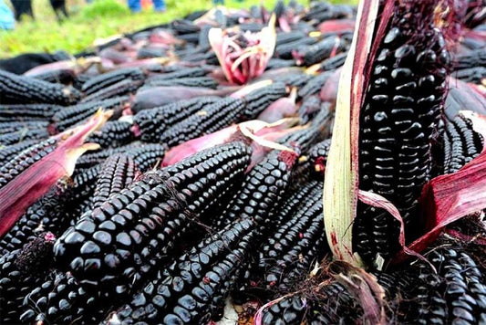 Maiz Morado Seeds