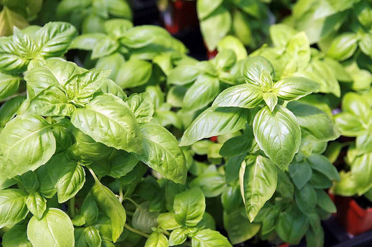 Peruvian Plants & Seeds – Page 2 – Peruvian Roots Farm