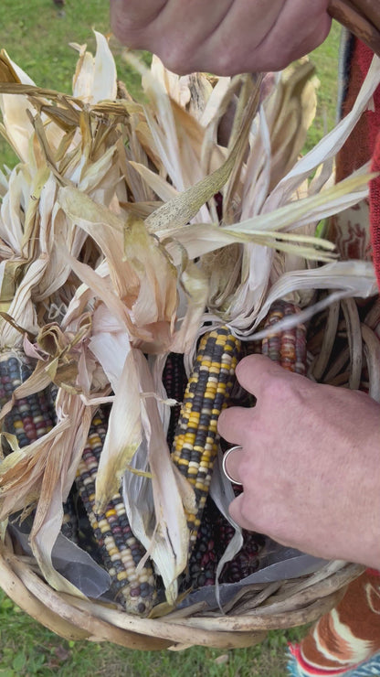 Marble Indian Corn Seeds – Multicolor Heirloom Variety
