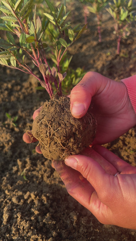 PERUVIAN HUACATAY (LIVE PLANT STARTER)