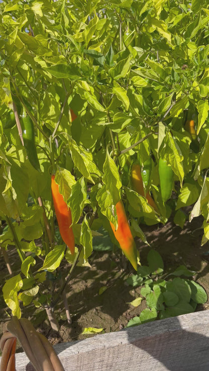 Ají Amarillo Seeds – Classic Peruvian Yellow Pepper Seeds
