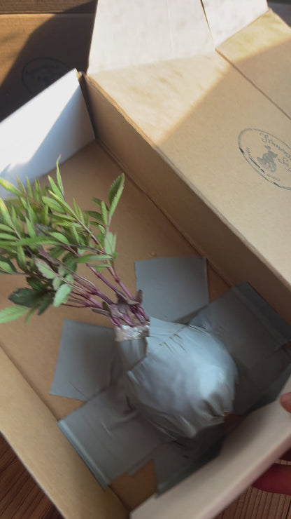 PERUVIAN HUACATAY (LIVE PLANT STARTER)