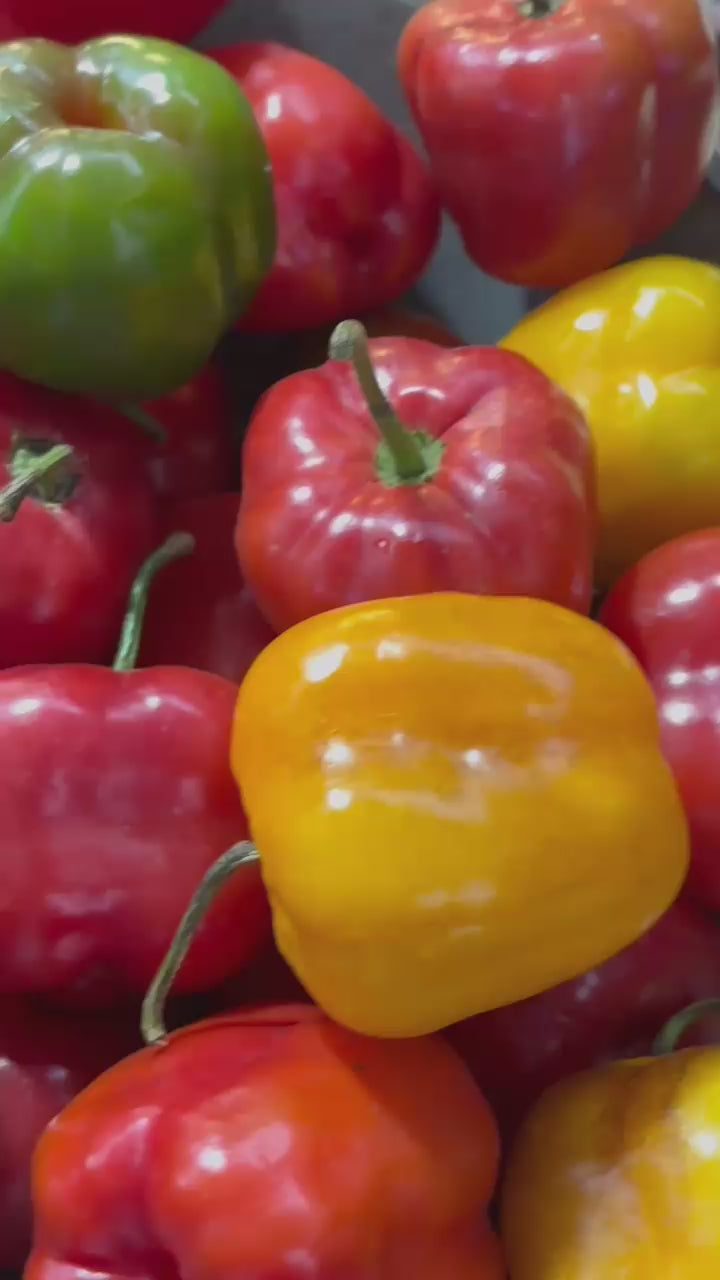 Rocoto Seeds – Peruvian Mountain Pepper with Bold Heat – Peruvian Roots ...